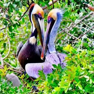 Meet your Posher, Priscilla